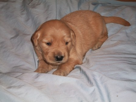 picture of Camo Green 1